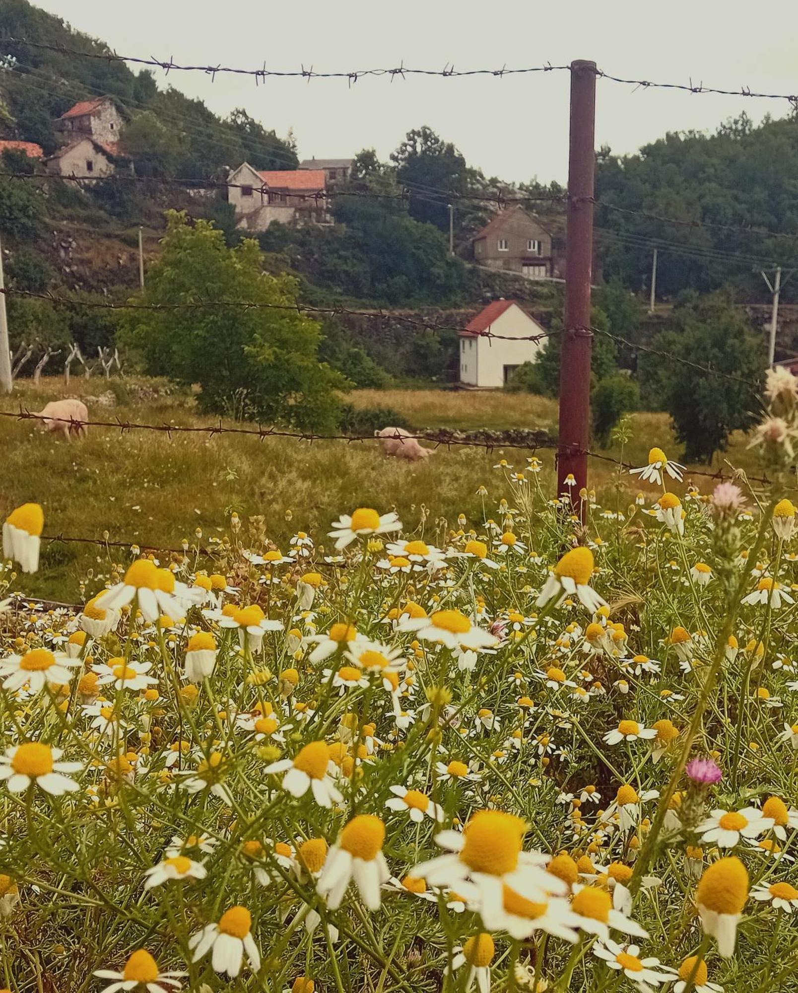 Konak Ugnji-Village 센틴제 외부 사진
